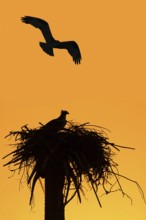 Western osprey (Pandion haliaetus) in the nest at sunset, Everglades National Park, Florida, USA,