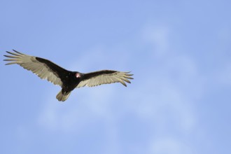 Turkey vulture (Cathartes aura), flying, Everglades National Park, Florida, USA, North America