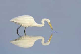 Great White Egret (Ardea alba, Casmerodius albus, Egretta alba) hunting, mirror image, Florida,