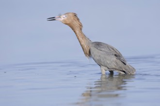 Blue-footed Heron or Reddish Egret (Dichromanassa rufescens, Egretta rufescens) with preyed fish,