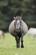 Dülmener Wildpferd, pregnant mare, Merfelder Bruch, Dülmen, North Rhine-Westphalia, Germany, Europe