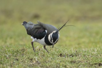 Northern lapwing (Vanellus vanellus) adult bird feeding on grassland, England, United Kingdom,