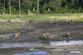 African forest elephants (Loxodonta cyclotis) in the Dzanga Bai forest clearing, Dzanga-Ndoki