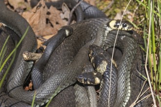 Group of grass snakes sun basking in the spring sun