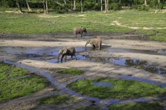 African forest elephants (Loxodonta cyclotis) in the Dzanga Bai forest clearing, Dzanga-Ndoki