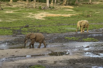 African forest elephants (Loxodonta cyclotis) in the Dzanga Bai forest clearing, Dzanga-Ndoki