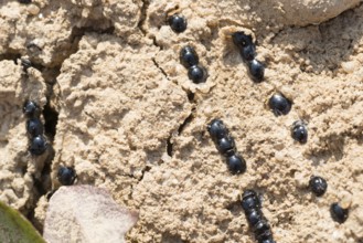 Dry spawn of the natterjack toad (Epidalea calamita) (syn.: Bufo calamita) in dried up small water