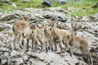 Alpine ibex (Capra ibex) youngsters, standing on a rock, wildlife Park Aurach near Kitzbuehl,