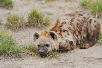 Spotted hyena or spotted hyena (Crocuta crocuta), juvenile, captive, occurrence in Africa