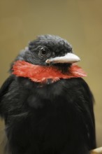 Purple-throated fruitcrow (Querula purpurata), male, captive, occurring in Central and South