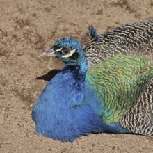 Indian peafowl (Pavo cristatus), portrait, captive, North Rhine-Westphalia, Germany, Europe