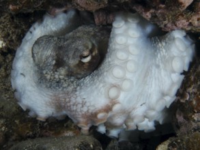 Common Octopus (Octopus vulgaris) in close-up showing its tentacles and hidden in a reef. Dive site