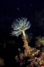 A filigree mediterranean fanworm (Sabella spallanzanii) rises into the darkness of the sea. Dive