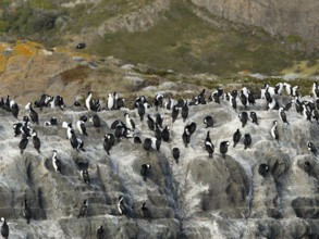 Cormorants (Leucocarbo atriceps) Blue-eyed Cormorant colony on rocks, Patagonia, Chile, South