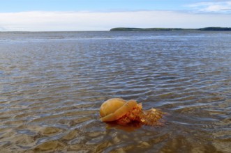 Barrel jellyfish (Rhizostoma pulmo) stranded in shallow water near the coast under a cloudy sky.