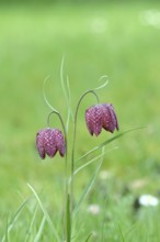 Snake's head fritillary (Fritillaria meleagris), two flowers in a meadow, inflorescence, early