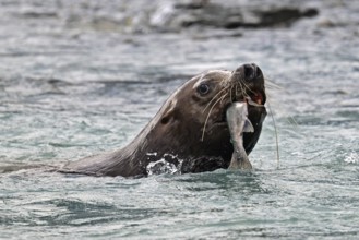 Steller sea lion (Eumetopias jubatus) swimming in the water and eating a humpback salmon, Prince