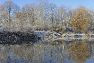 River landscape in winter with hoarfrost, reflection on the water surface, blue sky, North