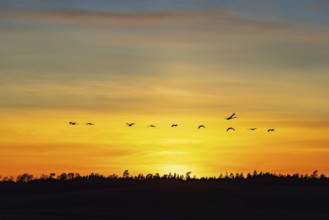 Flock of Common cranes (Grus Grus) flying over a forest in silhouette on a colourful sky in sunset