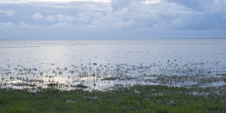 Seaweed and seagulls in the Lower Saxon Wadden Sea National Park, evening light, North Sea,