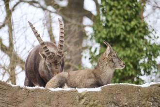 Alpine ibex (Capra ibex) male and female on a rock in winter, snow, Bavaria, Germany, Europe