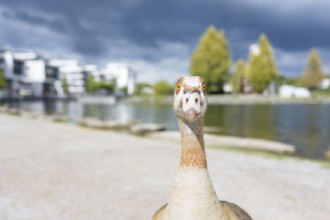 Nile goose (Alopochen aegyptiaca) in frontal view, close-up, wide angle, looking forward, standing