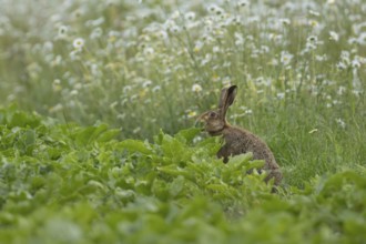 Brown hare (Lepus europaeus) adult animal feeding in a farmland sugar beet field in the summer with