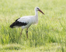 White stork (Ciconia ciconia) foraging in a meadow in the early morning, earthworm in its beak, dew