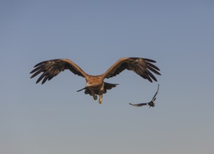 Juvenile Iberian Eagle and a magpie in flight, Spanish Imperial Eagle (Aquila adalberti),