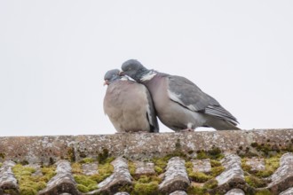 Wood pigeon (Columba palumbus) two adult birds courting on a house rooftop, Suffolk, England,