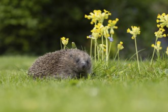 European hedgehog (Erinaceus europaeus) adult animal on a garden grass lawn next to flowering