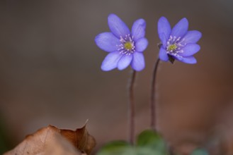 Liverwort, (Anemone hepatica), flower, early bloomer, plant, Steinhagen, Lower Saxony, Germany,