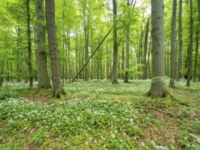 Ramson (Allium ursinum) in a semi-natural beech forest in spring, Hainich National Park, Bad