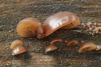 Judas ear or elder mushroom (Hirneola auricula-judae, Auricularia auricula-judae), North