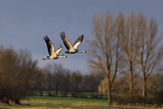 Zwei Vögel im Flug über eine ländliche Landschaft mit Bäumen und klarem Himmel, Kraniche auf dem