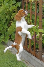 Cavalier King Charles Spaniel, kitten