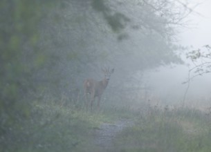 European roe deer (Capreolus capreolus), roebuck standing at a forest path and looking attentively,