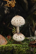 Two young parasol mushrooms (Macrolepiota procera) (common giant umbrella mushroom) standing one