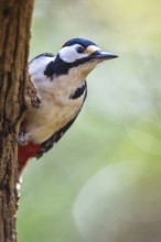 Male of Great Spotted Woodpecker, Dendrocopos major, bird in forest at winter sun