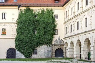 Large-scale common ivy (Hedera helix), portal of the riding ramp at Wülzburg Castle, Renaissance