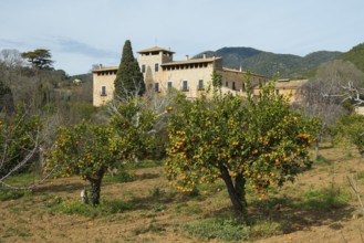 Citrus plantation and finca, near Alaró, Serra de Tramuntana, Majorca, Balearic Islands, Spain,