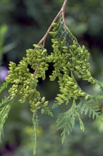 Seed stand on a branch of the arborvitae (Thuja), Bavaria, Germany, Europe