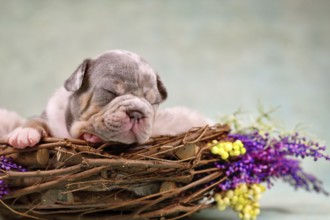 Sleeping merle tan French Bulldog dog puppy in animal nest decorated with flowers