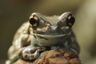 Cave toad frog (Trachycephalus resinifictrix, Phrynohyas resinifictrix), captive, occurrence in