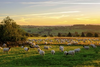 Rhön sheep, flock of sheep, sheep, sunrise, Hochrhön road, UNESCO biosphere reserve, near Hausen,