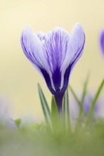 Flowering crocus (Crocus spec.) in spring, North Rhine-Westphalia, Germany, Europe