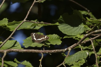 White admiral (Limenitis camilla) butterfly resting on a Hazel tree leaf in a woodland, Suffolk,