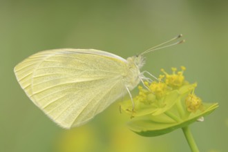 Small white (Pieris rapae), Provence, southern France