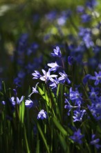 Charming Scilla, March, Germany, Europe