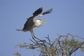 Grey heron or grey heron (Ardea cinerea) landing, Camargue, Provence, southern France